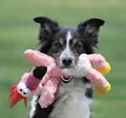 Kong Wild Knots Birds Assorti S/M