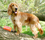 PawStory hondenspeelgoed Bony's Puppalonely