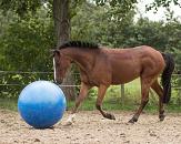 QHP Paardenvoetbal Blauw 80 - 100 cm