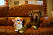 PawStory hondenspeelgoed Furrby