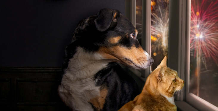 Is jouw huisdier bang voor vuurwerk?