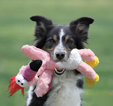 Kong Wild Knots Birds Assorti S/M