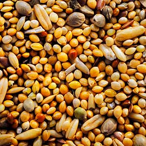 Garvo - 3828 Parkiet Extra , 20 KG