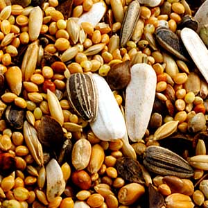 Garvo - 5342 Grote Parkietenzaad , 20 KG