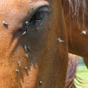 Buiten / op het paard